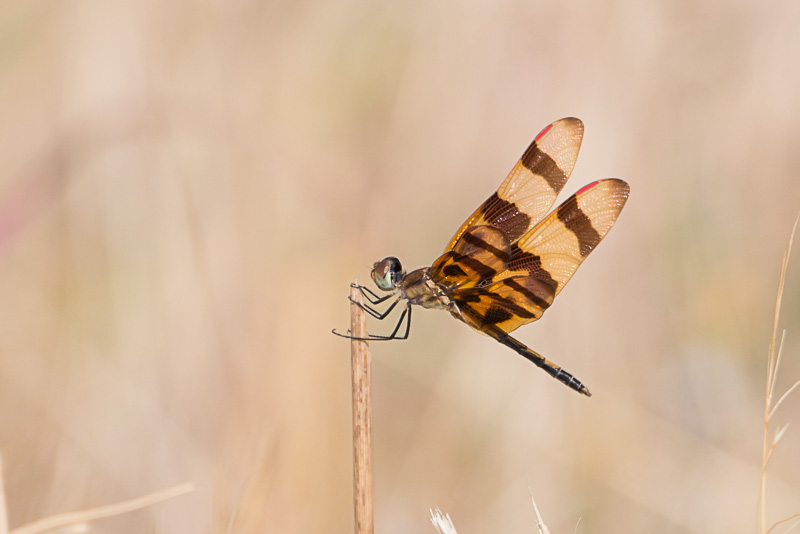 Halloween Pennant